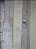 Rock Climber on Devil's Tower